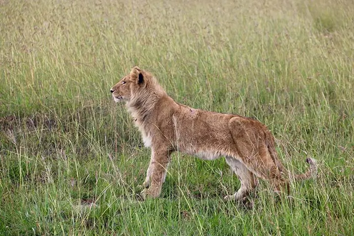 Lion Cub Full